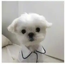  毁三观的搞笑情侣头像,再也不怕发朋友圈没人评论了