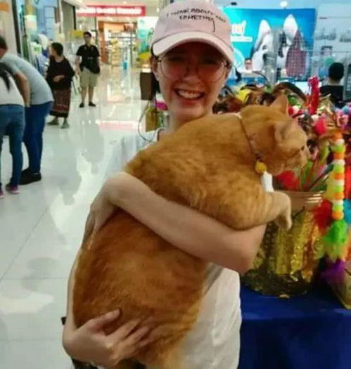  网友为了接个电话,托美女抱一下肥猫咪,回来却不厚道的笑了