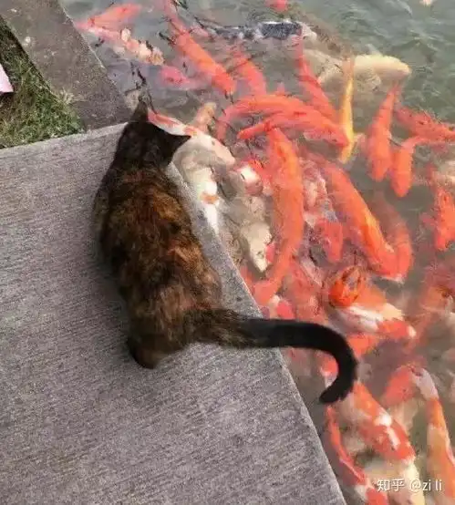  请问猫吃鱼怎么治