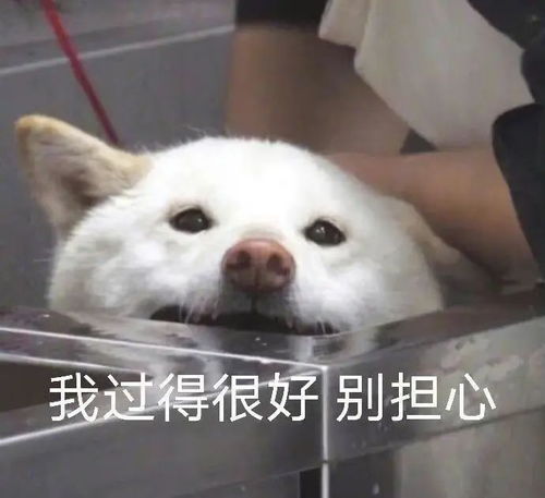  9.8表情包你好野啊