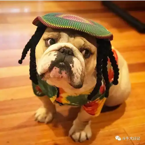  法国斗牛犬和英国斗牛犬谁最适合戴帽子谁戴帽子最奇葩宠物萌宠斗牛犬图片