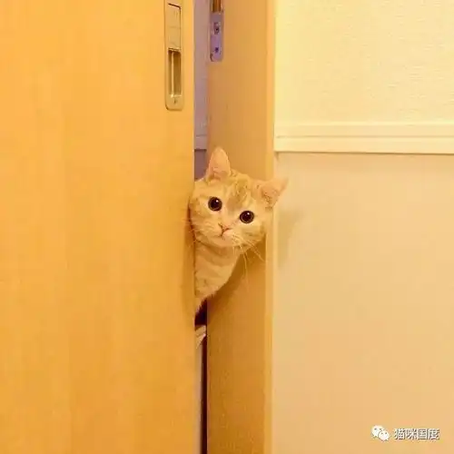  铲屎官每次进厕所,家中的小橘猫就担心地在门口看