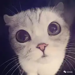 头像猫咪图片情侣头像登
