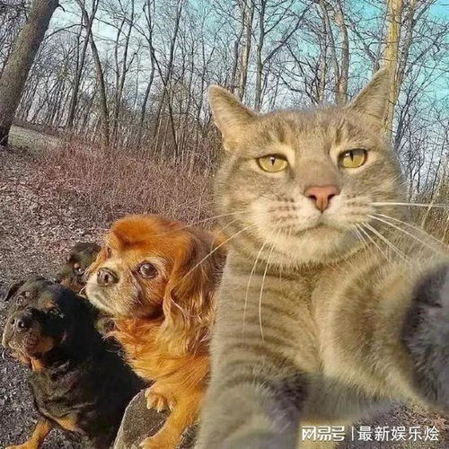  这猫咪,啥时学会自拍了
