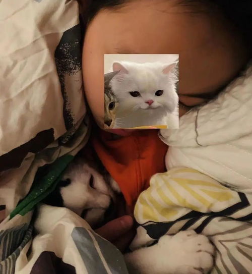 男孩和猫情侣头像意外