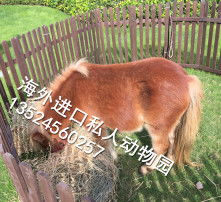  黄页88高清图片