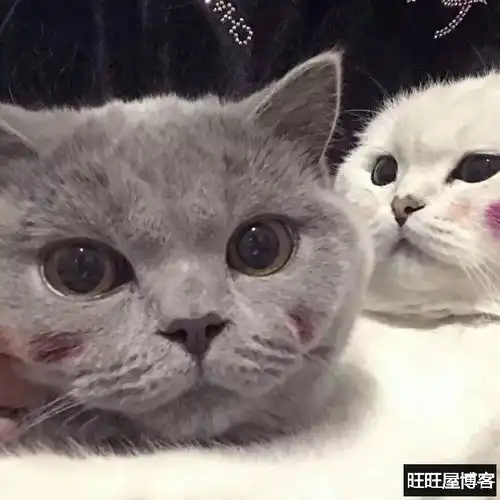  这是小编做的原创情侣头像,你们可以看看