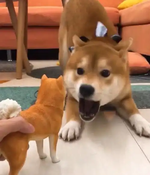  柴犬的笑容太治愈了,心都被萌化了,最后一张假笑脸画风突变