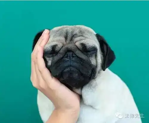 可爱情侣头像动物朋友圈