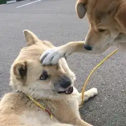  杨洋鹿晗tfboys熊梓淇等摸头杀哪一个撩到了你