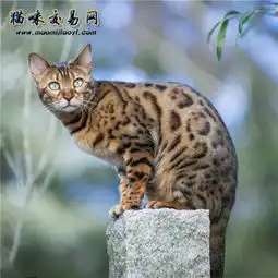  孟加拉豹猫价格怎样一般多少钱一只适合家养么