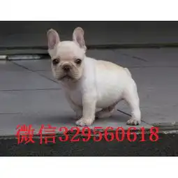  济源哪里有卖买法斗幼犬斗牛犬多少钱一只斗牛犬图片黑白花法国斗牛犬价格