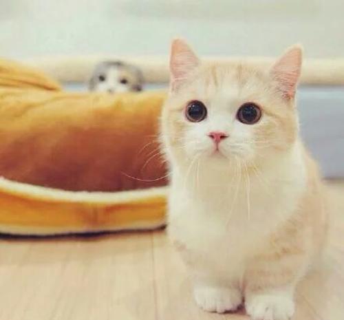 头像猫咪图片情侣头像档
