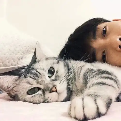 头像猫咪图片情侣头像小