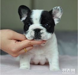  聪明文雅忠诚的狗狗赛级斗牛宝宝出售