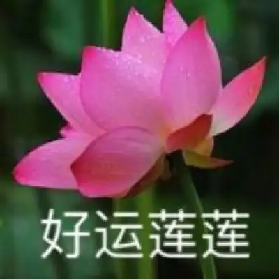 个性网情侣头像精选荷花