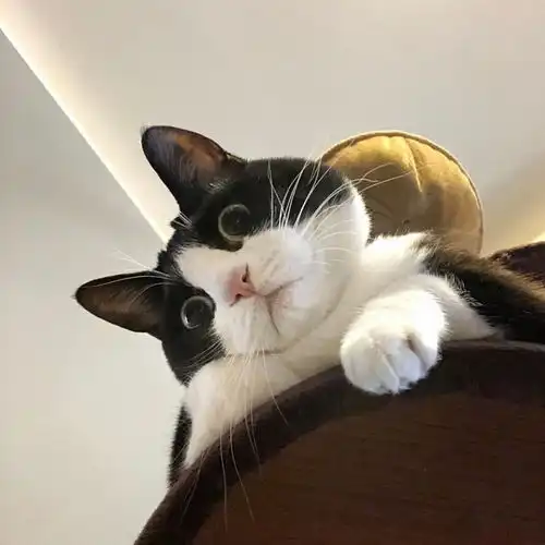 头像猫咪图片情侣头像奶