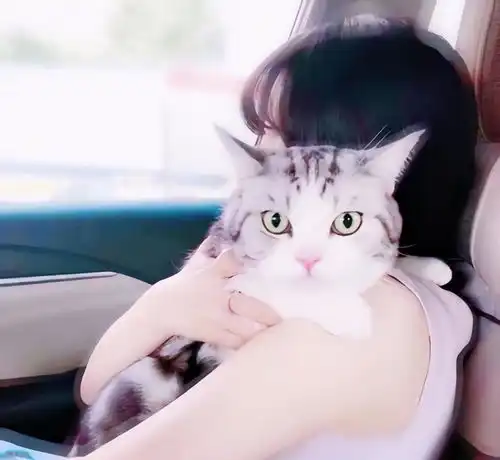 头像猫咪图片情侣头像猫