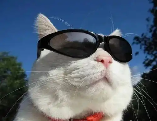 著名电影情侣头像街猫