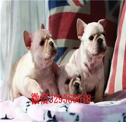  武汉出售斗牛犬虎斑法牛小体法牛多少钱法国斗牛犬图片