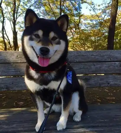  柴嘟嘟分享养柴犬需要注意哪些事项新手适合养吗