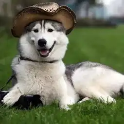 哈士奇和柴犬情侣头像犯