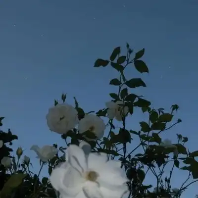  客桥.ins风意境风景静物头像风景静物头像我要个性网