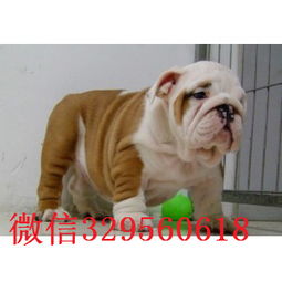  潍坊哪里有卖斗牛犬的纯种英国斗牛犬出售斗牛犬图片英国斗牛犬多少钱一只