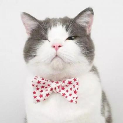 最近火的猫咪情侣头像星