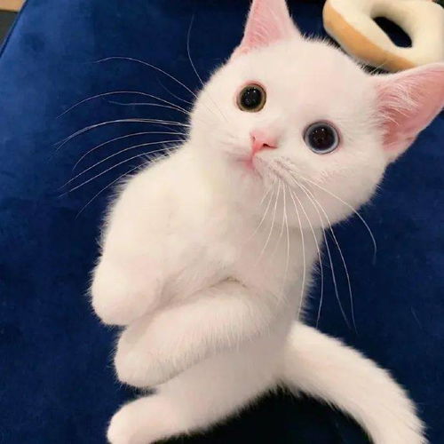  呜呜这只猫真的太太太太太太太太可爱了我词穷了