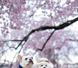  斗牛犬结婚照萌翻全场,新娘竟是它