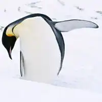 山姆企鹅头像