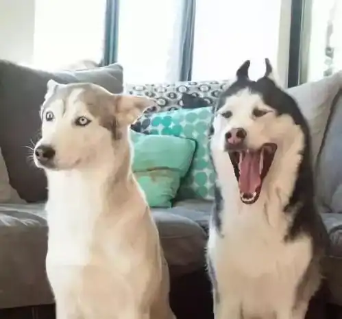  怎么过七夕攻略送给情侣已婚夫妇还有单身狗的你