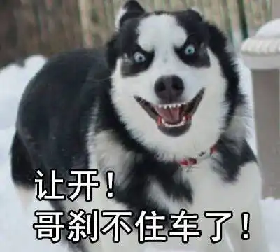  没看到这只柴犬之前,我以为哈士奇表情包是最多的