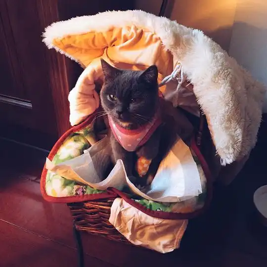  喵小姐爱吃鱼的相册一只叫做小狗的小猫