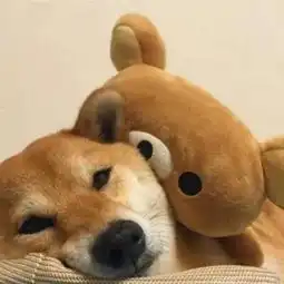  情侣头像超可爱情侣头像316