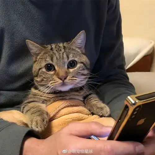 男孩和猫情侣头像灵异