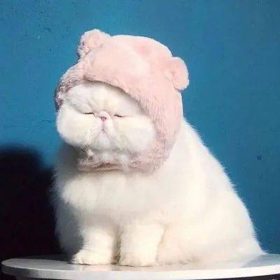  可爱的猫咪头像来了,猫咪情侣头像,冬天头像