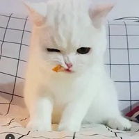  奶猫头像超萌小奶猫头像