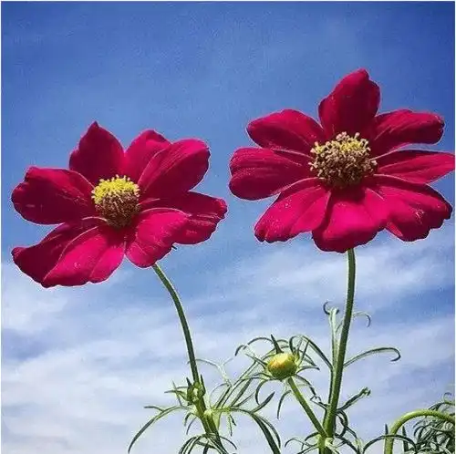  2021年,财运连连的两个生肖和霉运不断的两个生肖横财