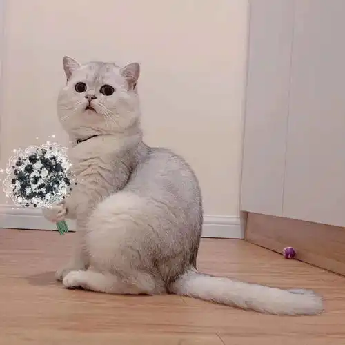  好看的情头安排上了
