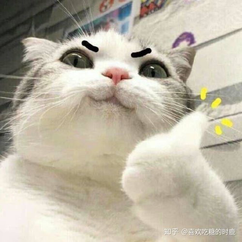  有什么带猫的适合男生用的头像