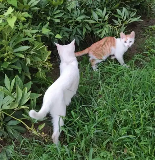  11岁男孩以虐猫为傲,其母称尊重孩子爱好,这样长大会不会犯大错家长该受罚吗