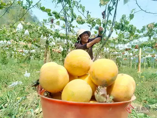 哥伦比亚热情果落户云南镇康 哥伦比亚热情果落户云南镇康