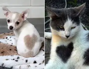  动物摆心形营造情人节氛围