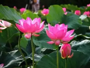  善知识开示没有搞懂因果,学佛会学不下去