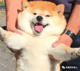  柴犬居然是基因最接近狼的狗这货的狼性是被狗吃了嘛