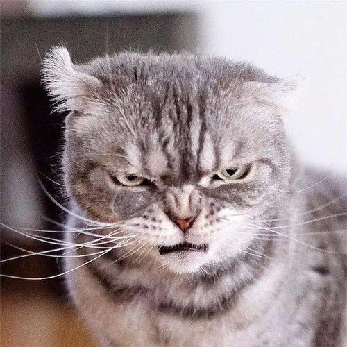  宇宙第一超凶猫,感觉全世界都欠它一车小鱼干