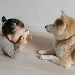 哈士奇和柴犬情侣头像女