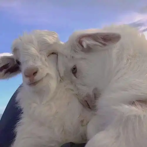 情侣头像之另一半不是人 情侣头像之另一半不是人